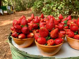Strawberry Farms of Panchgani & Mahabaleshwar 