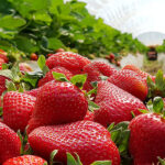 Strawberry Farms of Panchgani & Mahabaleshwar