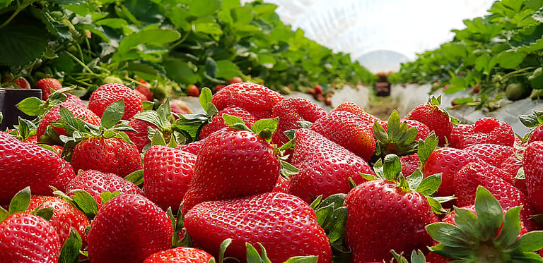 Strawberry Farms of Panchgani & Mahabaleshwar